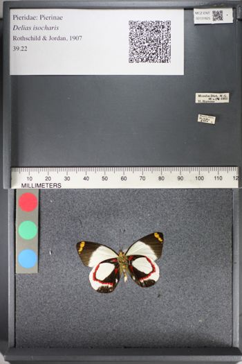 Media type: image;   Entomology 131825